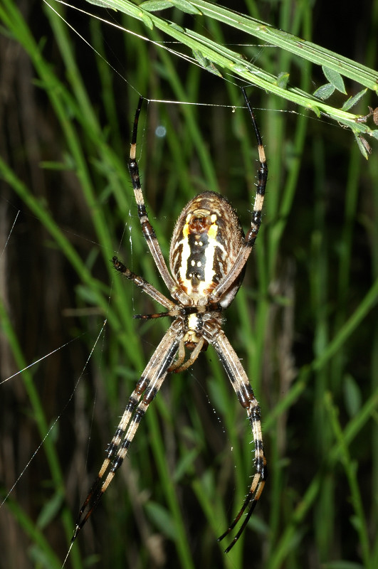 Argiope bruennichi